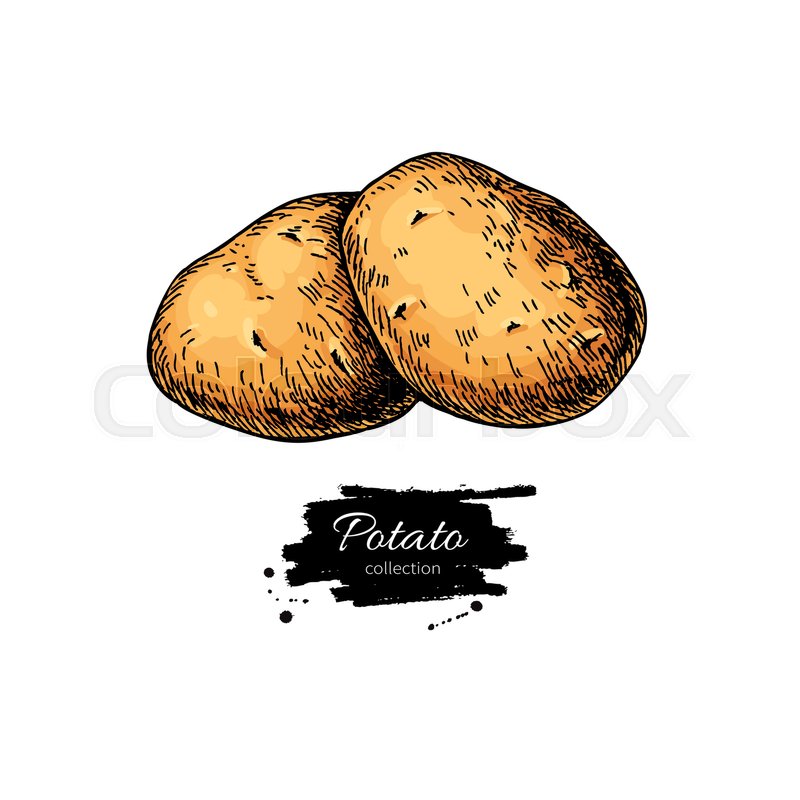 800x800 Potato Vector Drawing Isolated Hand Stock Vector Colourbox - Potato Drawing