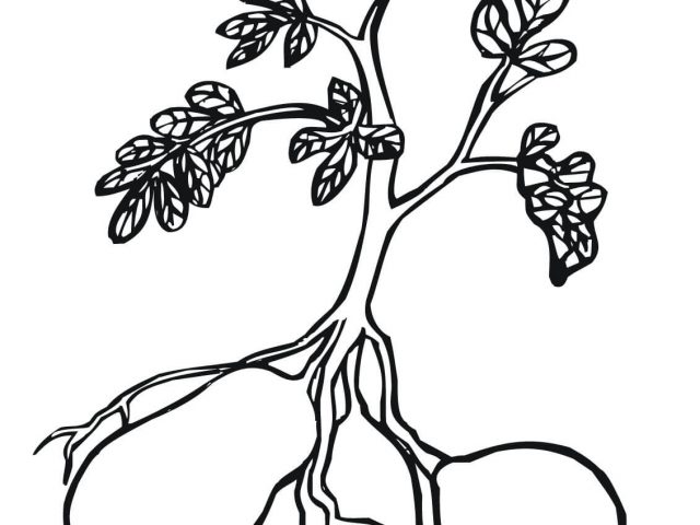 640x480 plant coloring pages with potato plant coloring - Potato Plant Drawing