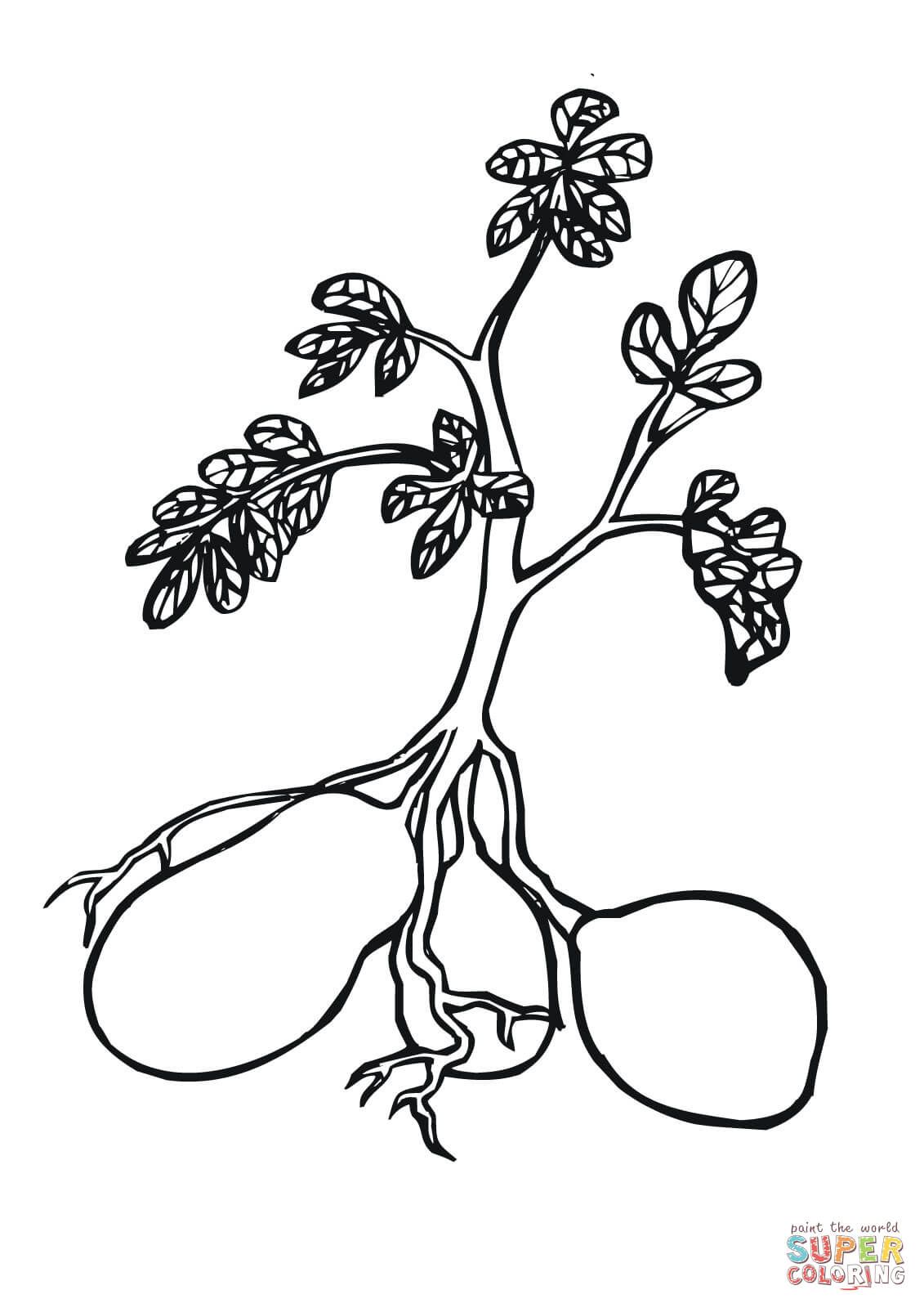 1131x1600 Potato Plant Coloring - Potato Plant Drawing