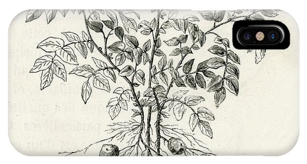 600x320 Potato Plant Drawing - Potato Plant Drawing