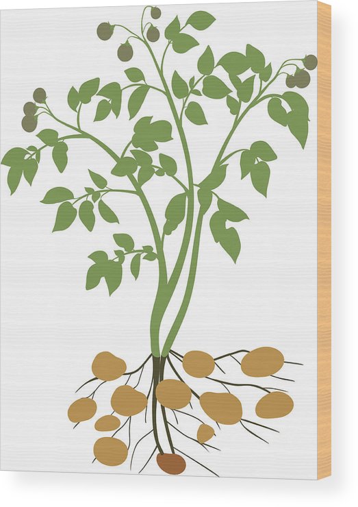 523x740 Potato Plant Wood Print - Potato Plant Drawing
