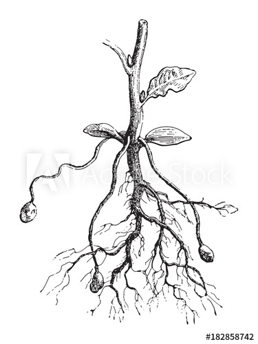 375x500 Potato Plant Vintage Illustration - Potato Plant Drawing