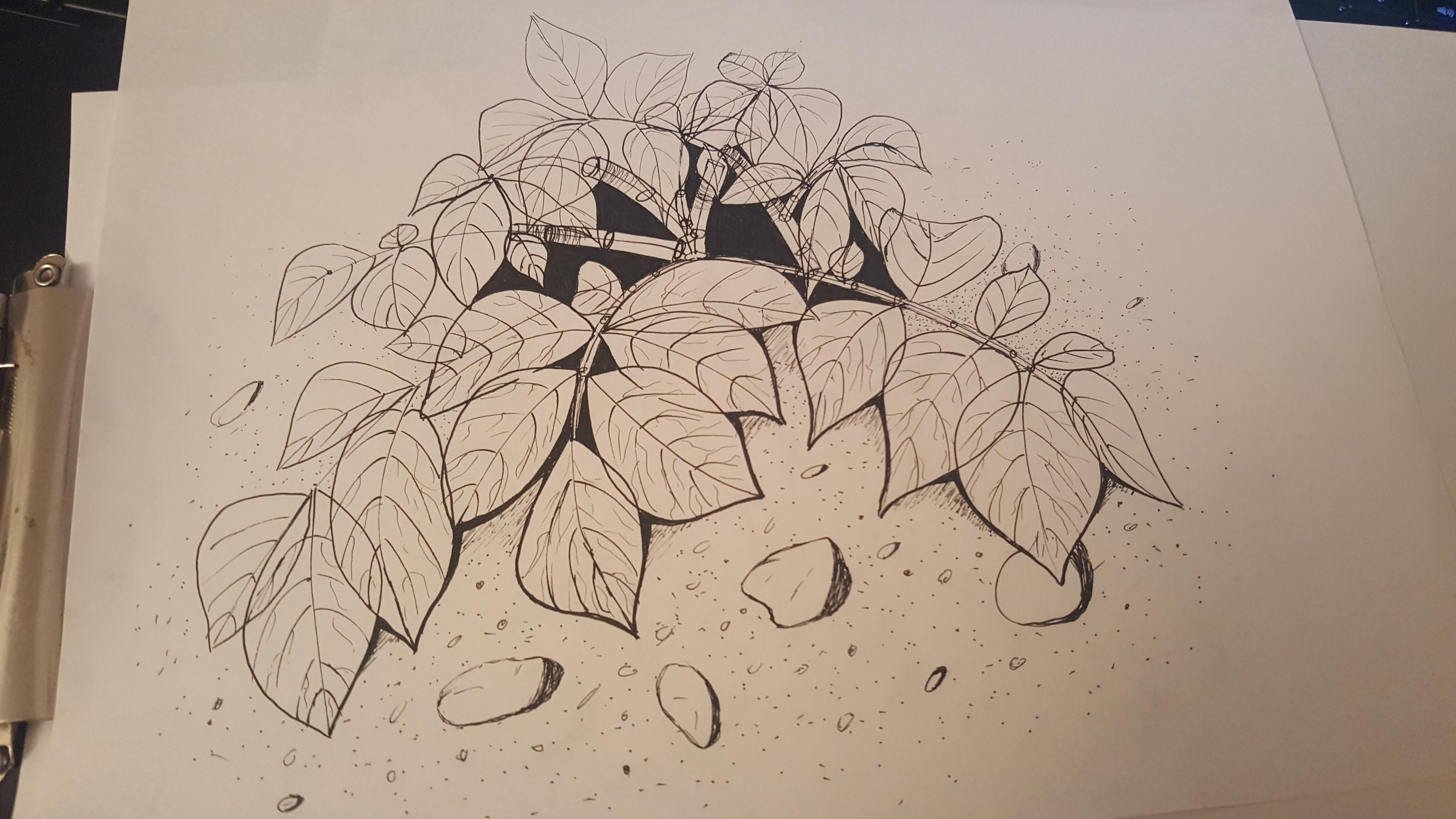 5312x2988 Potato Plant Take Still Not Satisfied Artfundamentals - Potato Plant Drawing