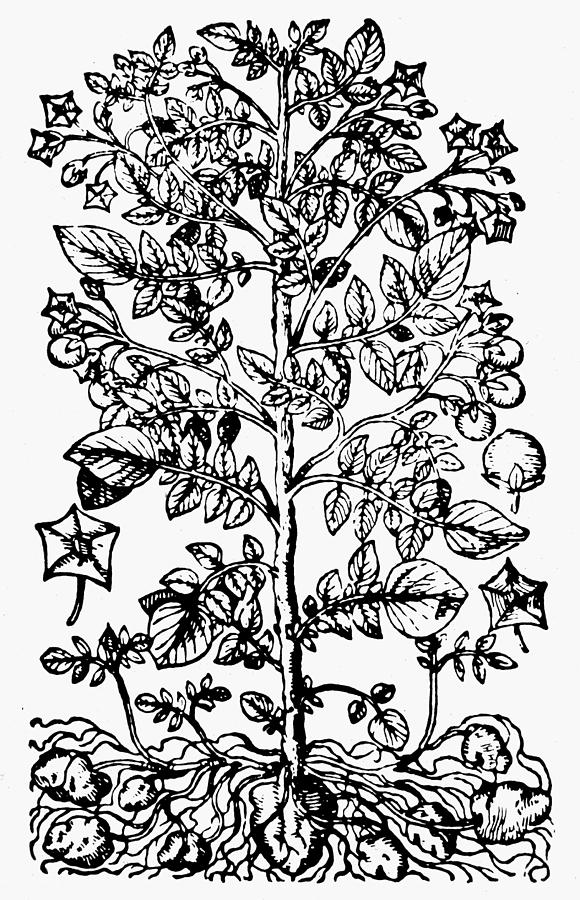 580x900 Botany Potato Plant Drawing - Potato Plant Drawing