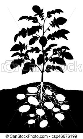 281x470 potato plant editable vector silhouette of a complete potato plant - Potato Plant Drawing