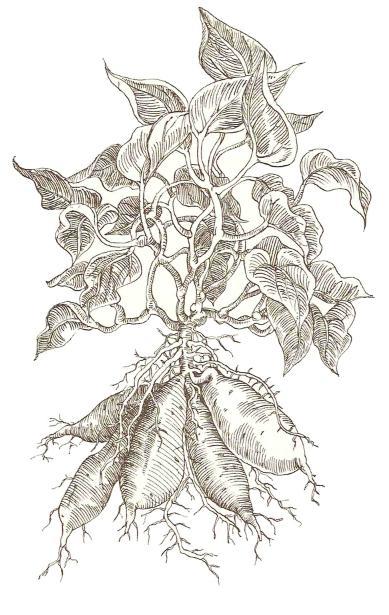 389x615 Sweet Potato Basics - Potato Plant Drawing