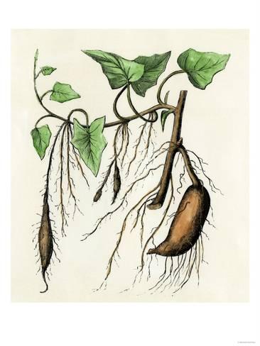 366x488 Sweet Potato Plant, A Tropical Vine With An Edible Tuberous Root - Potato Plant Drawing