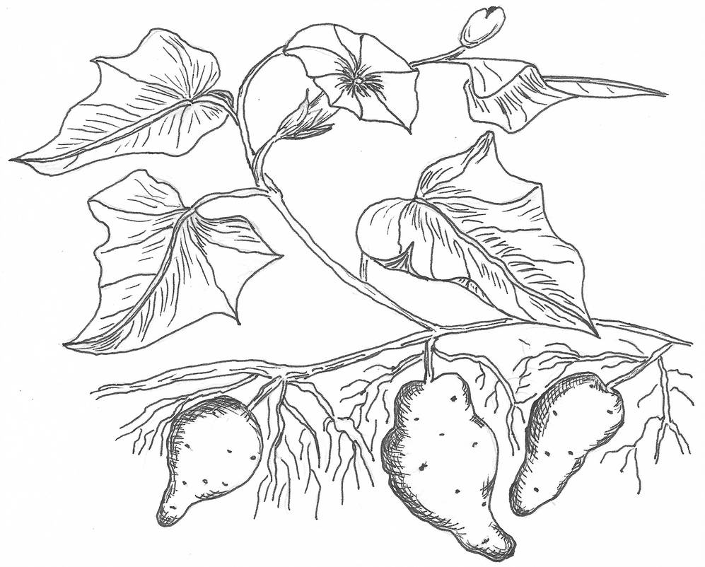 Potato Plant Drawing at Explore collection of