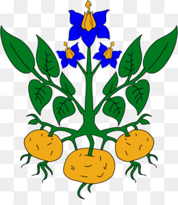 260x300 Sweet Potato Plant Png - Potato Plant Drawing