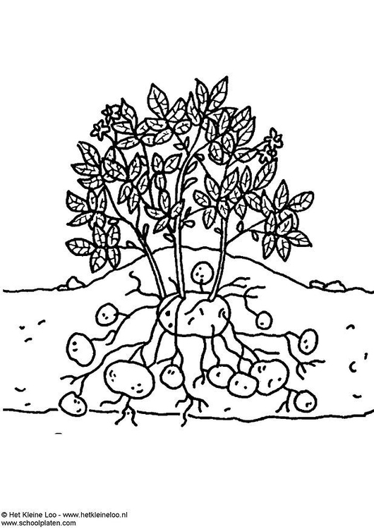 530x750 Coloring - Potato Plant Drawing