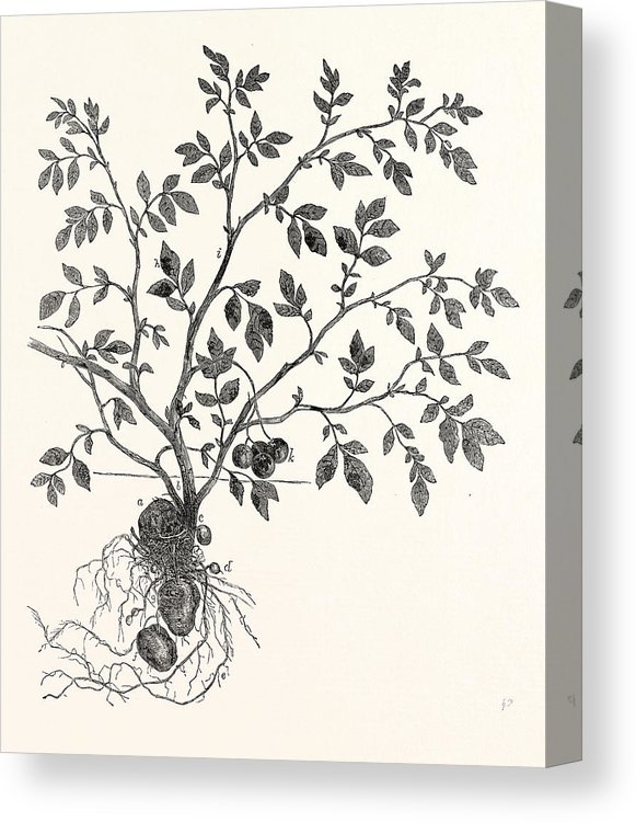 581x750 The Potato Plant Canvas Print Canvas Art - Potato Plant Drawing