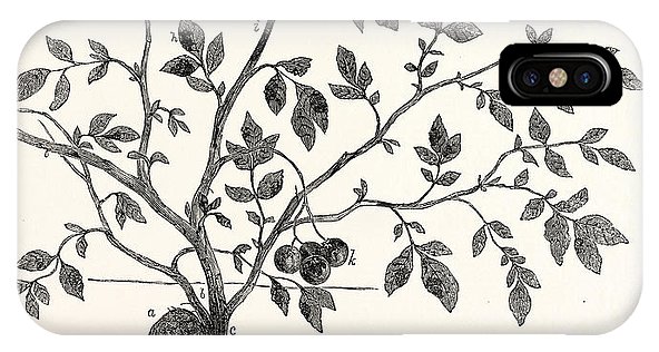 592x316 The Potato Plant Iphone X Case For Sale - Potato Plant Drawing
