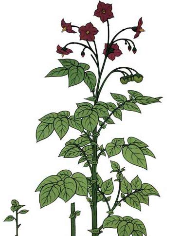 372x484 The Potato - Potato Plant Drawing