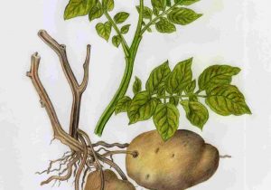 300x210 Plant Drawing - Potato Plant Drawing
