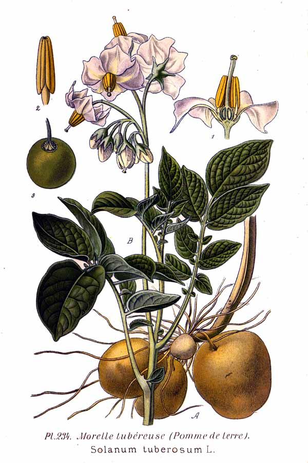 600x901 Potato - Potato Plant Drawing