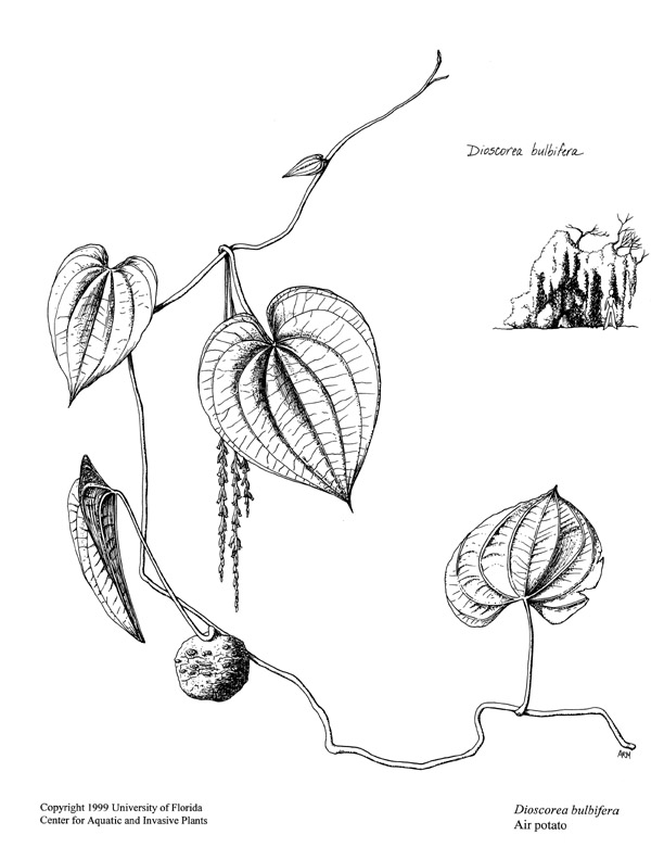 612x792 Dioscorea Bulbifera Ufifas Center For Aquatic And Invasive Plants - Potato Plant Drawing