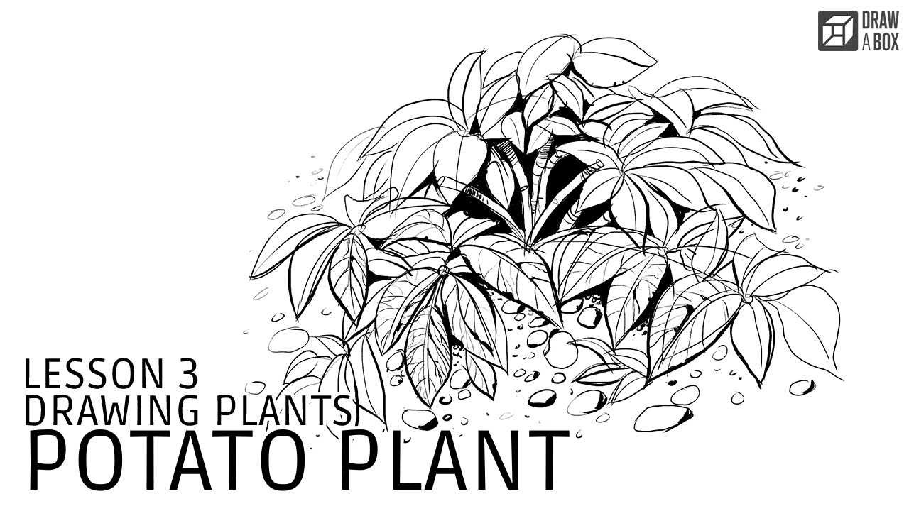 1280x720 Drawabox Lesson Potato Plant Demo - Potato Plant Drawing