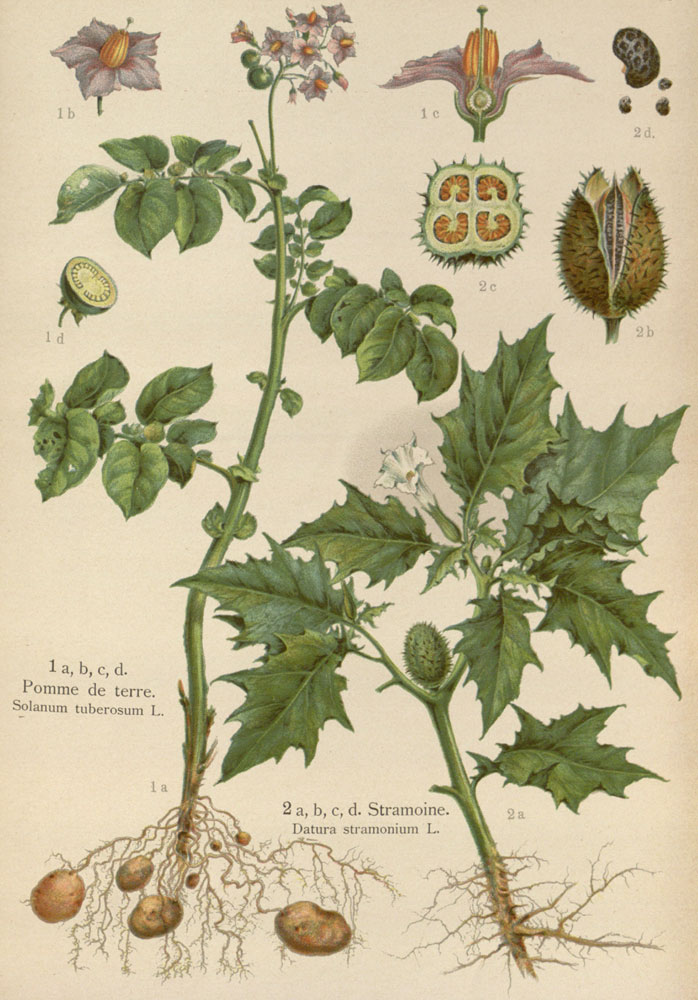 698x1000 Pictures Of Potato Flower Drawing - Potato Plant Drawing