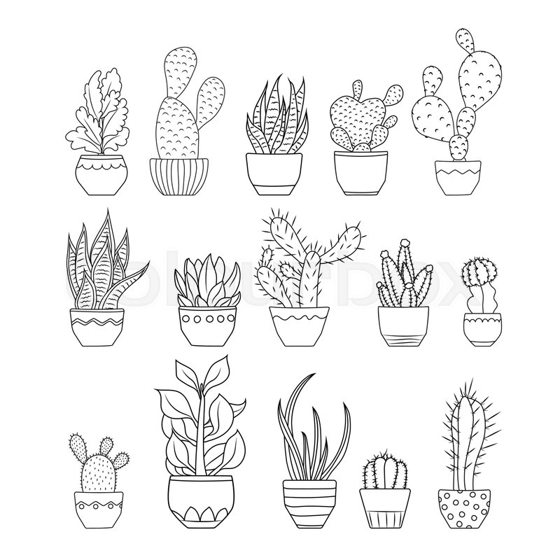 800x800 various exotic cactus succulent stock vector colourbox - Potted Cactus Drawing