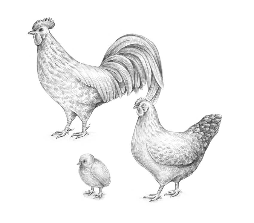 850x746 how to draw a chicken and a rooster - Poultry Drawing
