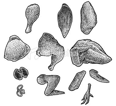 380x348 pen and ink style illustrations of poultry meat cuts - Poultry Drawing
