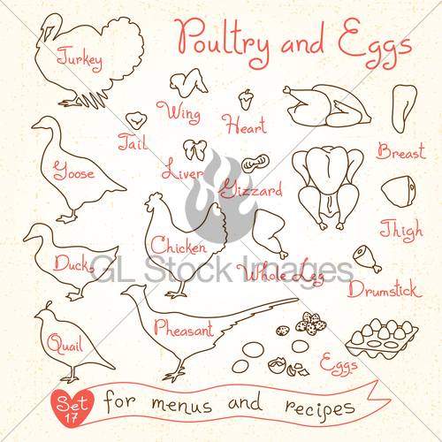 500x500 set drawings of poultry and egg for design menus, recipes gl - Poultry Drawing