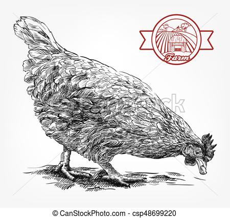 450x426 sketch of chicken poultry breeding livestock sketch of chicken - Poultry Drawing