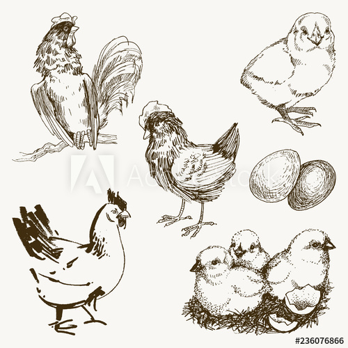 500x500 vector chicken breeding hand drawn set engraved chicken, roster - Poultry Drawing
