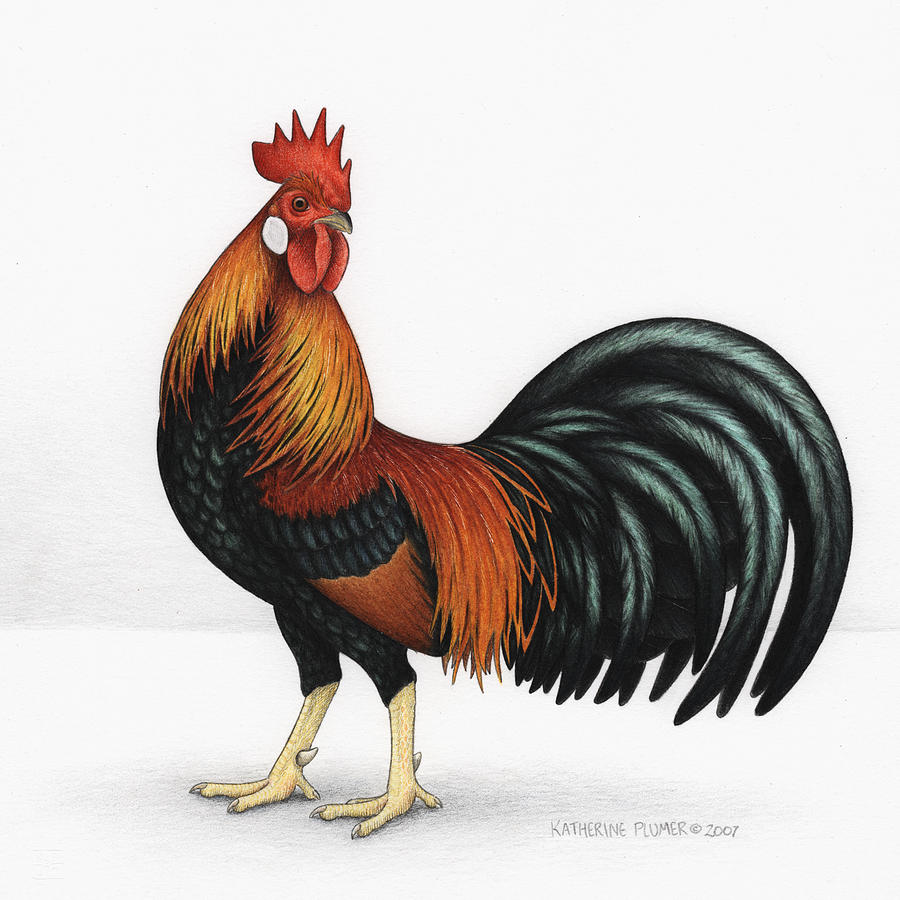 900x900 chicken drawings fine art america - Poultry Drawing