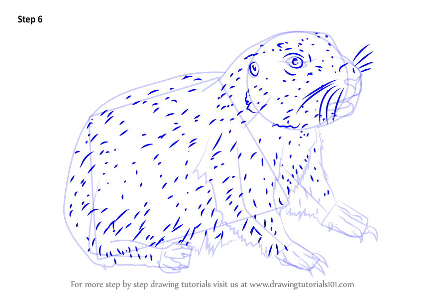 846x600 learn how to draw a baby prairie dog - Prairie Dog Drawing