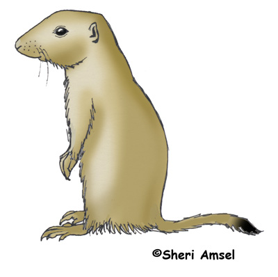400x398 prairie dog - Prairie Dog Drawing