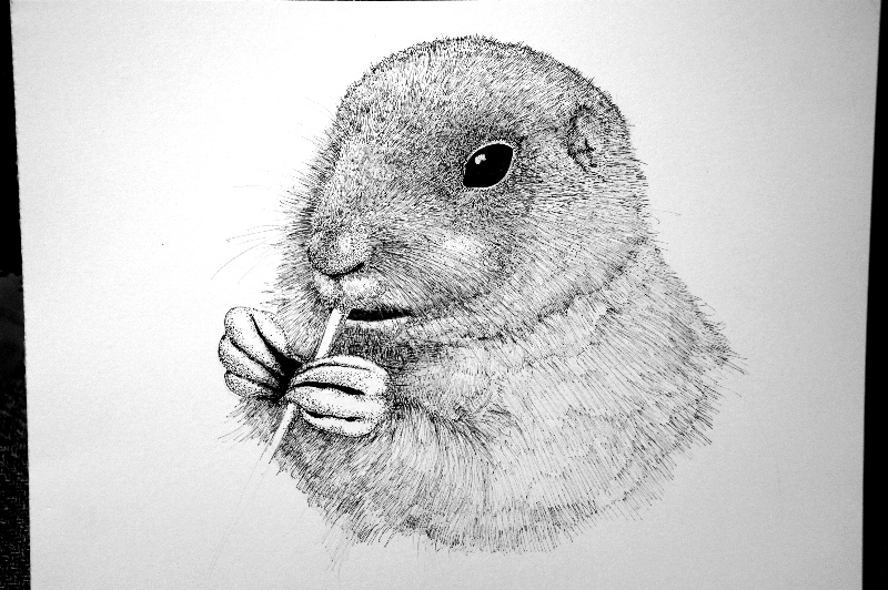 Prairie Dog Drawing at Explore collection of