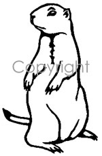150x228 prairie dog decal - Prairie Dog Drawing