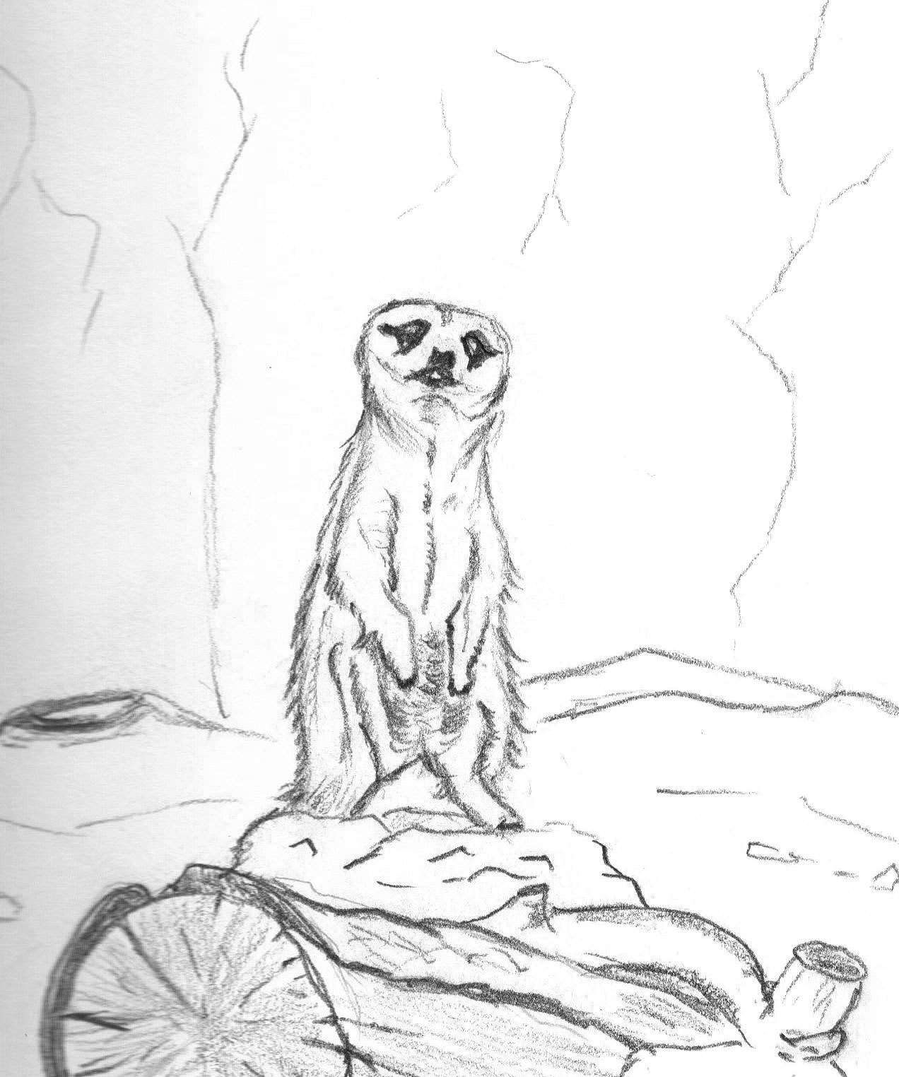 1272x1524 prairie dog sketch - Prairie Dog Drawing