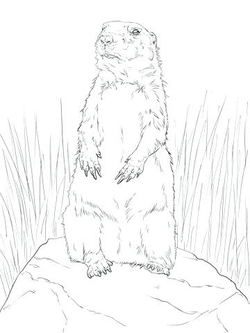 360x480 prairie dog standing up coloring - Prairie Dog Drawing