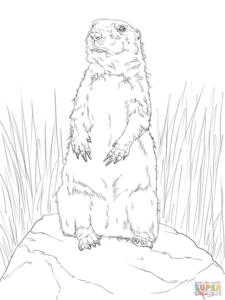 768x1024 prairie dog white tailed coloring page - Prairie Dog Drawing