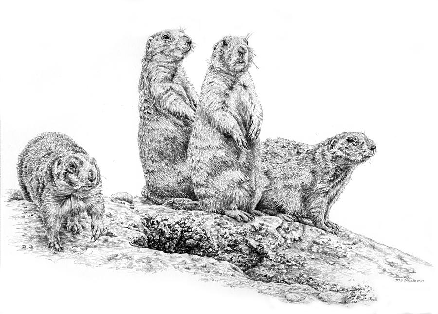 900x647 prairie dogs drawing - Prairie Dog Drawing