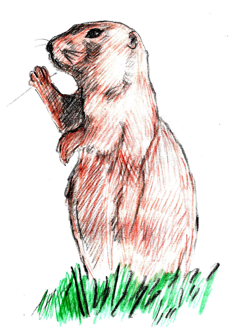 Prairie Dog Drawing at Explore collection of