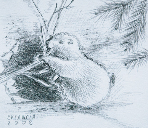 500x432 prairie dog drawing sketching - Prairie Dog Drawing
