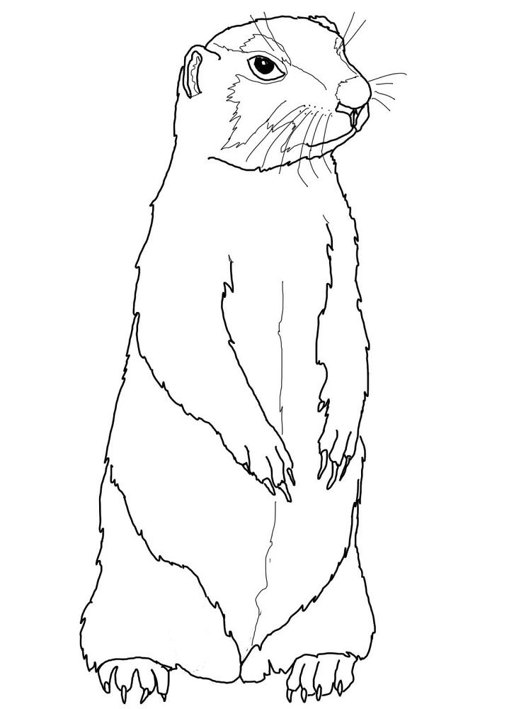 750x1000 prairie dog coloring pages to print coloring pages for kids - Prairie Dog Drawing