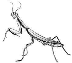 Praying Mantis Drawing