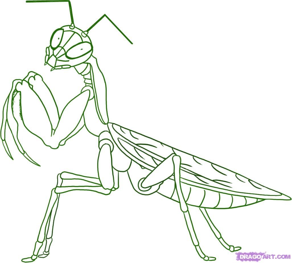 1026x925 How To Draw A Praying Mantis, Step - Praying Mantis Drawing