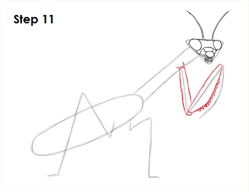 500x386 How To Draw A Praying Mantis - Praying Mantis Drawing