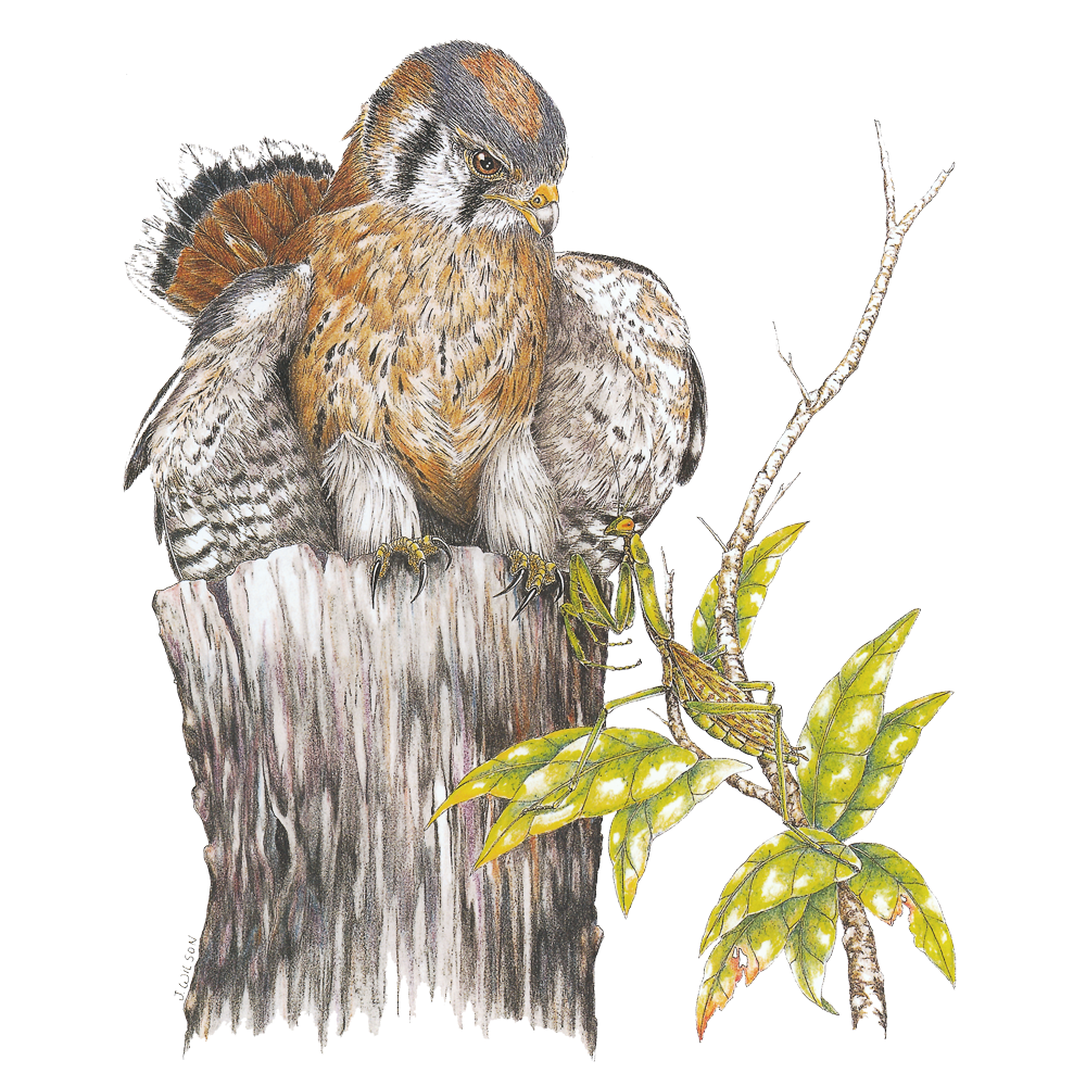 1000x1000 kestrel with praying mantis limited edition print wildlife - Praying Mantis Drawing