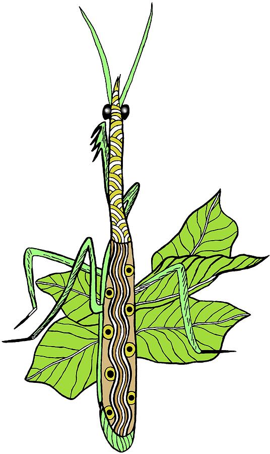 536x900 Praying Mantis Drawing - Praying Mantis Drawing