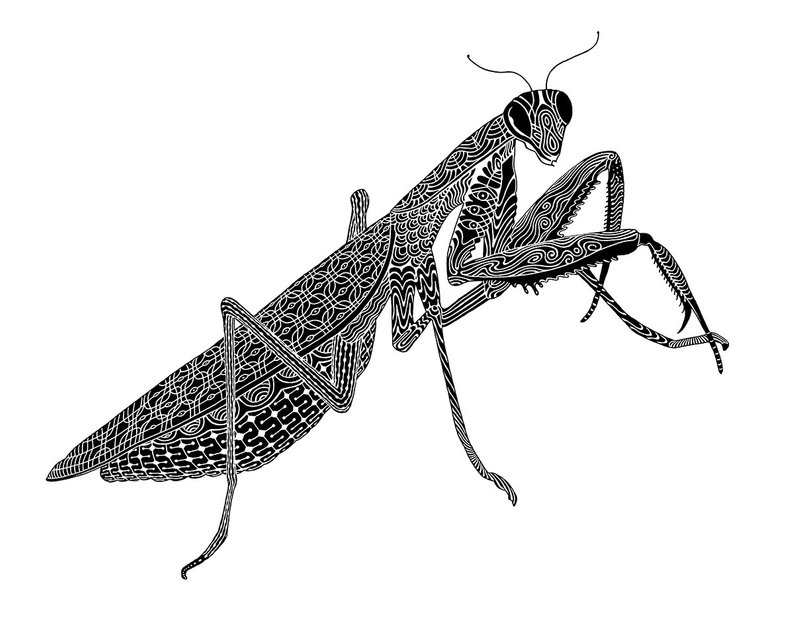 794x635 praying mantis art wall art art print insect art etsy - Praying Mantis Drawing