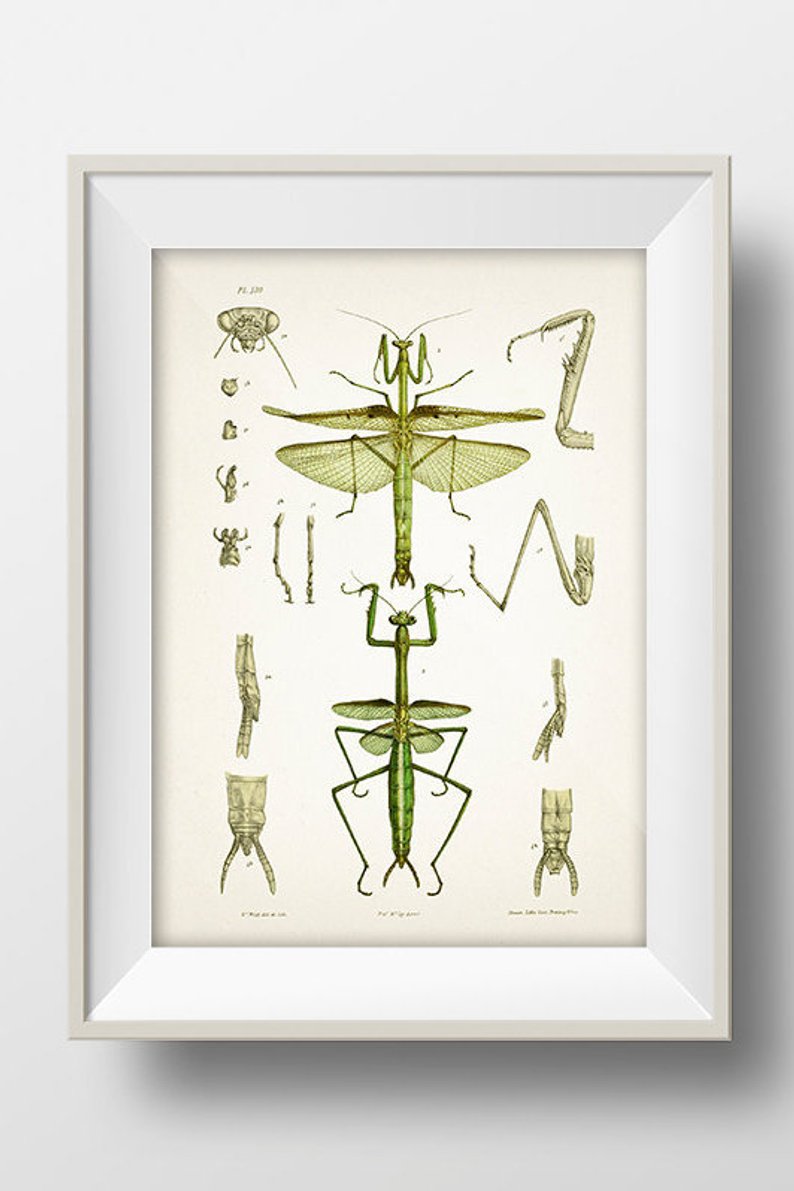 794x1191 Praying Mantis Drawing In Fine Art Print Of A Vintage Etsy - Praying Mantis Drawing
