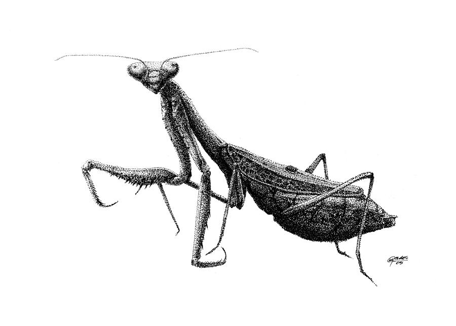 900x644 Praying Mantis Drawing - Praying Mantis Drawing