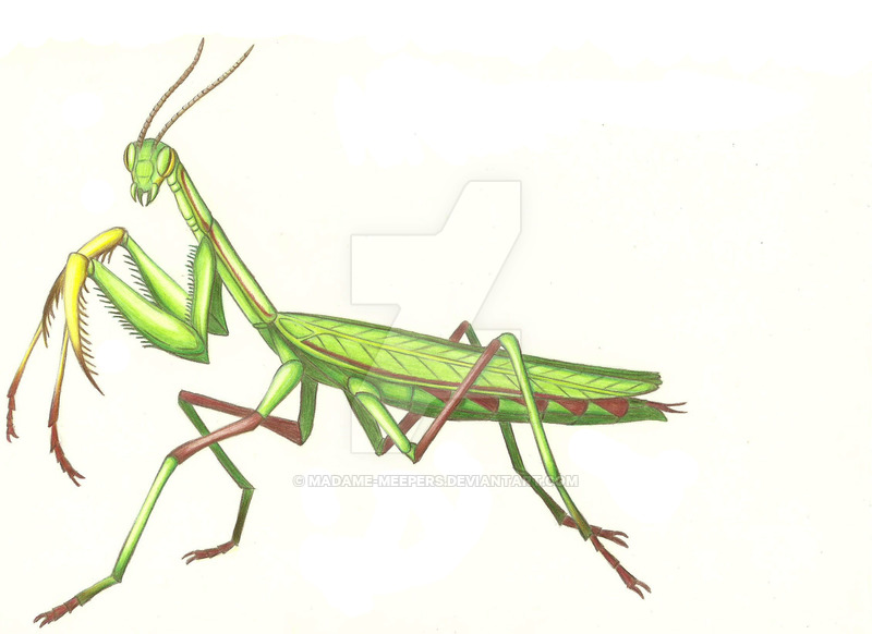 Praying Mantis Drawing at Explore collection of