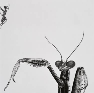 375x373 Praying Mantis And Prey Drawing - Praying Mantis Drawing